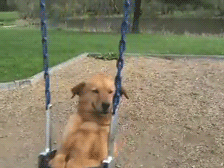 rachiemonster:  eclecticpandas:  dogs who love to swing! also: what happens if you put dogs in a photo booth?  aww, those are the cutest pics ever &lt;3 