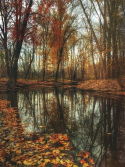 peskynymph:  Autumn in Michigan by Aaron