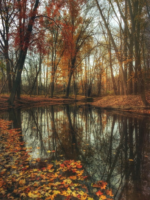 tinylifeofavegan: unsplash: Autumn in Michigan by Aaron Burden Nature/Vegan/Cozy Blog! C: