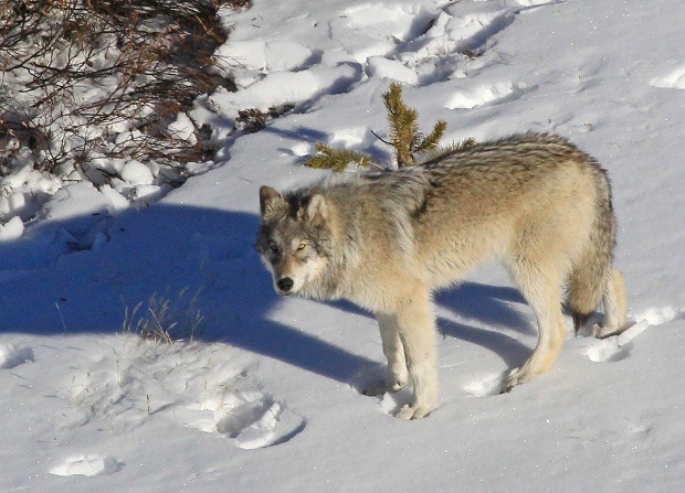 Gray wolf subspecies