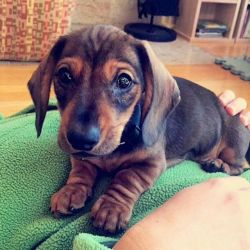 dachshundappreciation:  This guy is killing me (from  @ruffin_it_with_roger on Instagram)   Those eyes