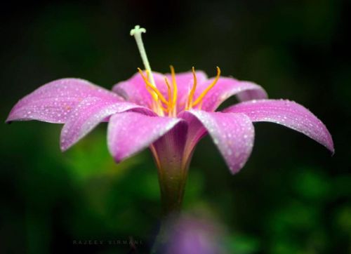 Pink Flower  #hot_macros #macro #macros #macrophotography #macro_champ #macro_vision #macromania #ma