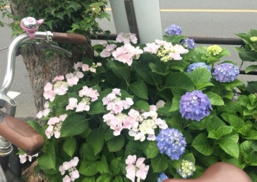 shoku-and-awe: I appreciate the hydrangea in June, because they’re beautiful and also because 