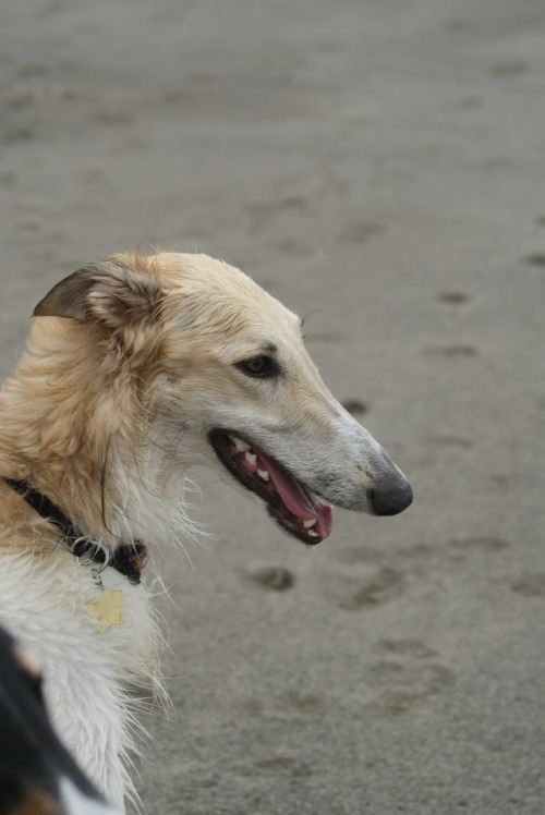 running-dog:Phoenix beach portrait
