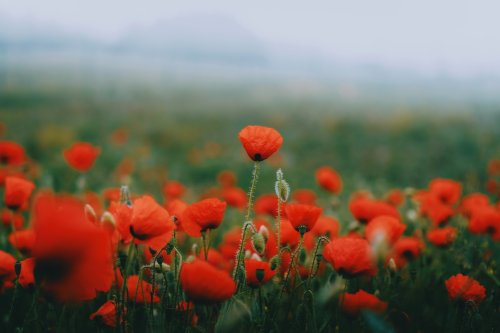 j-k-i-ng:“Poppies” by | Daniel CassonPeak District, Derbyshire, United Kingdom