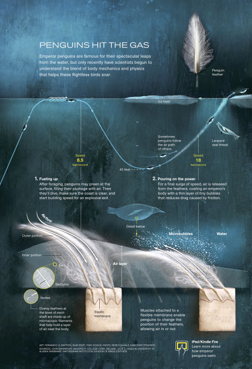 A física dos saltos dos pinguins-imperador.The physics behind Emperor Penguins&rsquo; jum