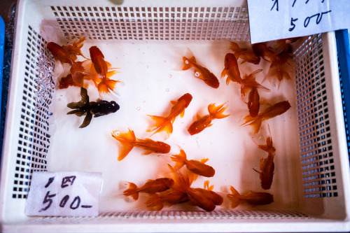 japanlove:Fish (by localben)