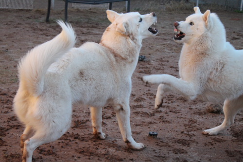 6woofs - aww my sweet white angels lol