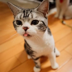 awwww-cute:  I forgot to put my tongue in