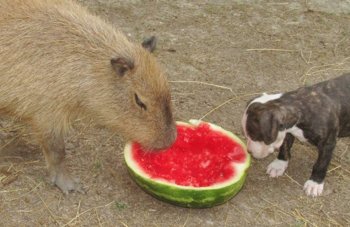 ami-angelwings: daveexmachina: melonparty dot com The Fellowship of the Rind Rocky Ridge Refuge