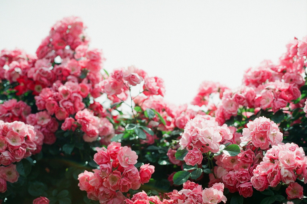 englishsnow:  by qrumipan 