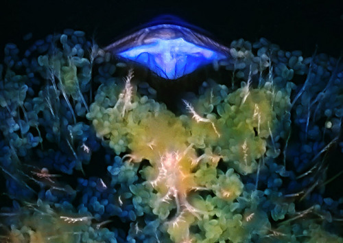 biocanvas:  A 150-times magnified view of pollen granules trapped by bristles on the bee of an abdomen. Image by Robert Markus, Stockholm University.