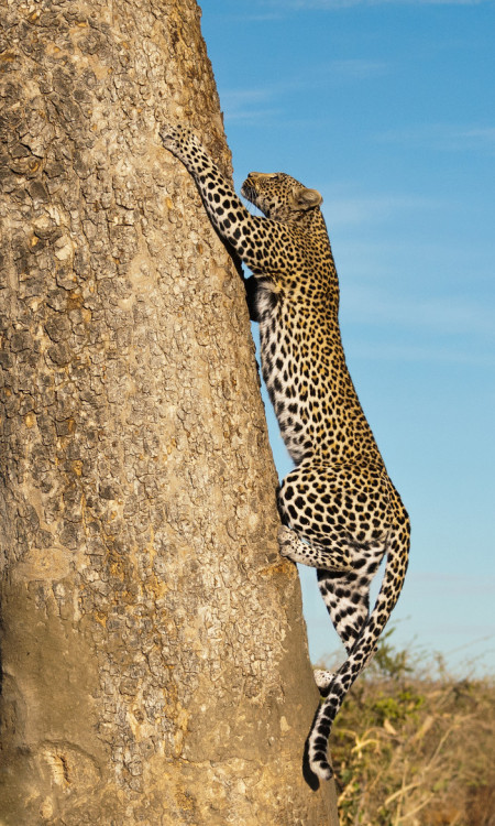 Bendhur   llbwwb:  Leopard ascent by Marc MOL