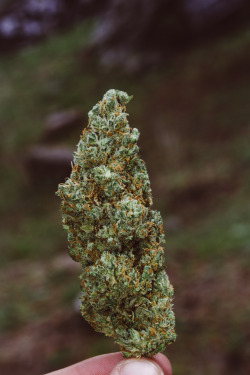 blazedcolorado:  kosher kush 