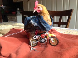 writeinwhite:  I came home and walked in on my mom using my iPad to take this picture of our chicken.. 