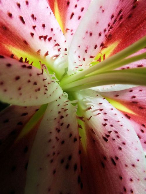 Sex ♥ Stargazer Lilies. My favorite! ♥ pictures