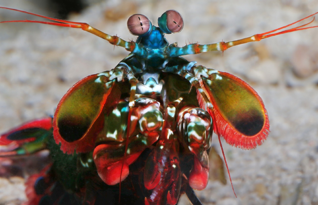 The peacock mantis shrimp packs a punch faster than a bullet. The powerful blow stuns prey by boiling the surrounding water for a split second, producing vapor bubbles that rapidly collapse, and releasing a shockwave of energy. Then it’s time for...