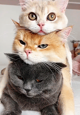 akiema:#a meow massages the heart