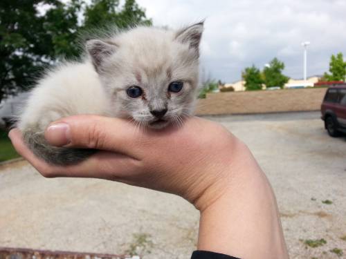 awwww-cute: Found this little guy in an old truck at work (Source: ift.tt/1EI6ky5)