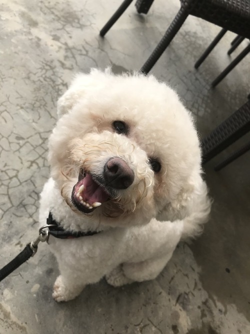handsomedogs:My name is Nacho, the fluffiest and friendliest Bichon you’ll ever meet :) - Anonymous