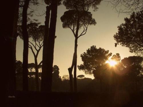 clementine-circaetis:Roma, Italian tales [b&w in here]By Clémentine Circaetis