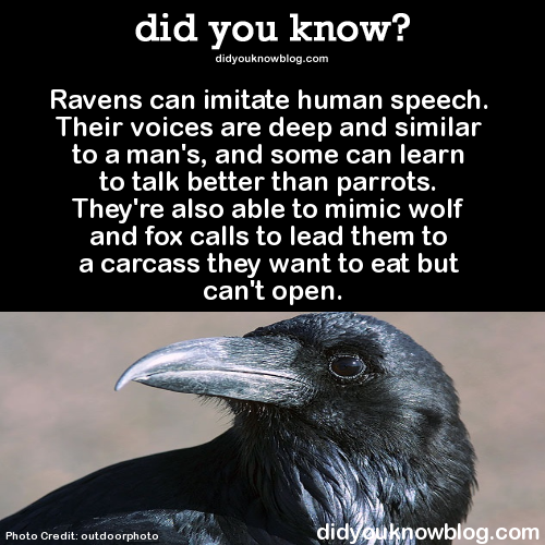did-you-kno:  did-you-kno:Ravens imitate a number of sounds, and they can be extremely