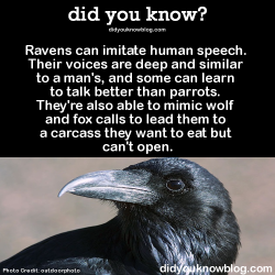 did-you-kno:  &gt; &gt; See videos of ravens talking here! (you won’t believe it at first)« Ravens can imitate human speech. Their voices are deep and similar to a man’s, and some can learn to talk better than parrots. They’re also able to mimic