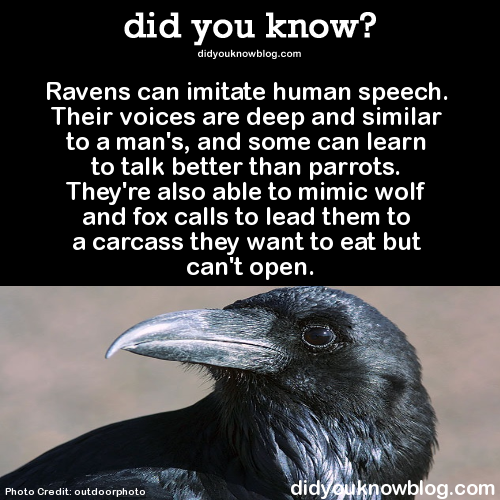 Porn photo did-you-kno:  > > See videos of ravens