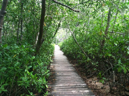 tropicalstateofmind: picture i took of Mangrove islands off of Puerto Rico