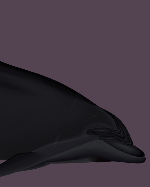 Gothfinpacific bottlenose dolphin