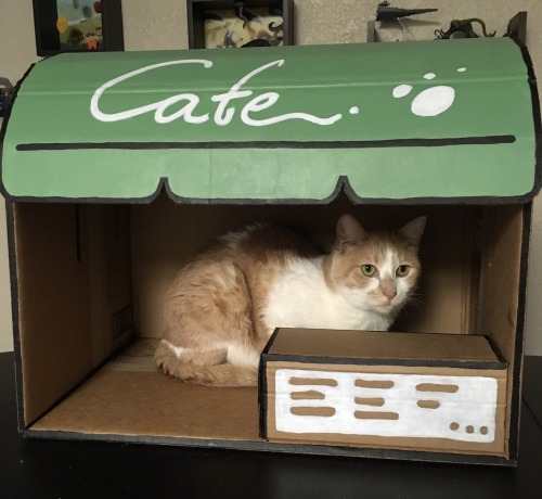 continuants:  cutekittensarefun:  I made a replica of the cardboard cafe from Neko Atsume for our ca