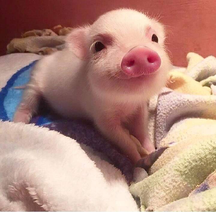 dailypiggie:  #188 eyes :3