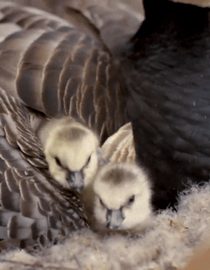 Full video: Arctic Geese Chicks Jump Off Cliff to Survive, National Geographic (tw for animal death 