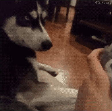 4gifs:  Husky is jealous of the stuffed animal. [video]
