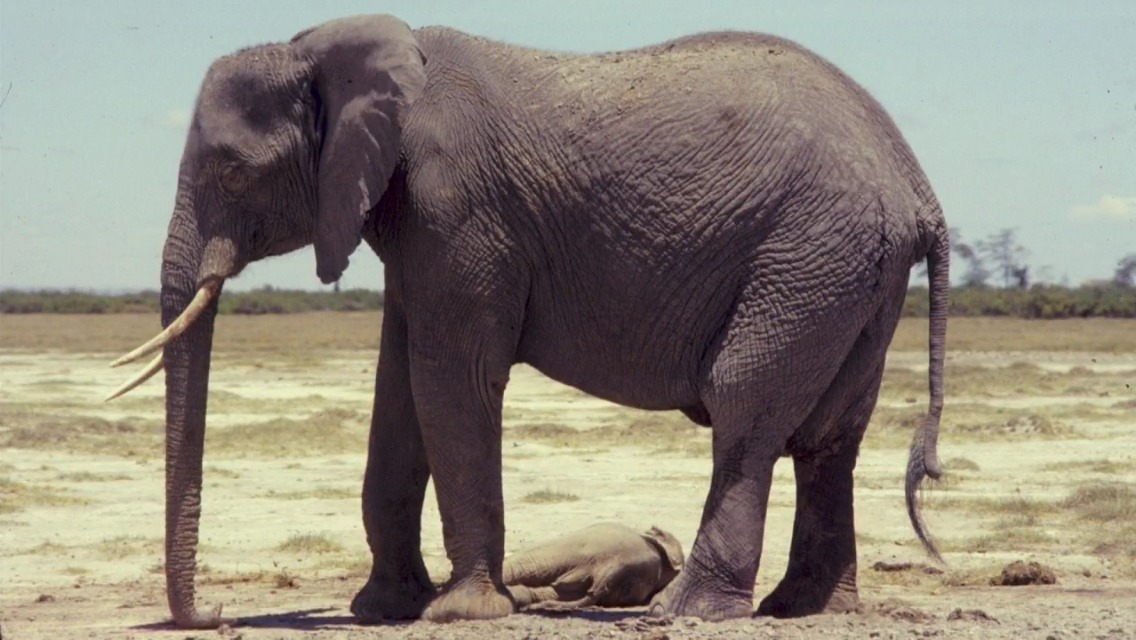 best-of-earth:  Mother stands over her still born calf for two days! She wouldn’t