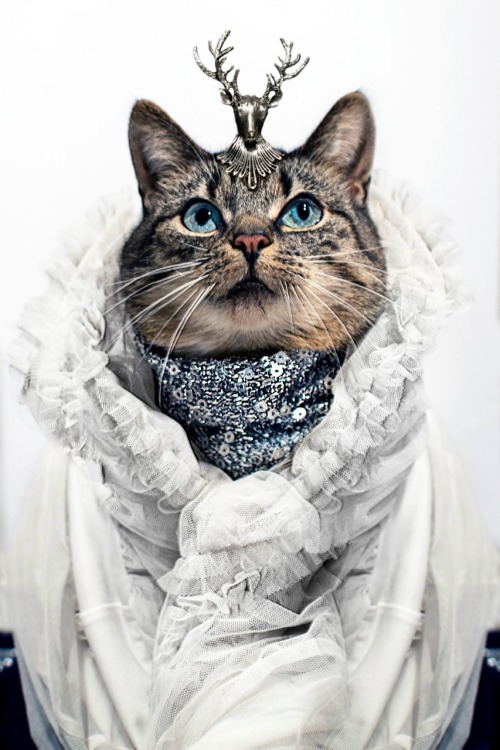 XXX jasonmcgroartyphotographer:  Cat Couture photo
