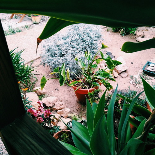 apuntes para mí examen de historia, los totalitarismo. Y además el hermoso jardín de mi abuela.-pau.