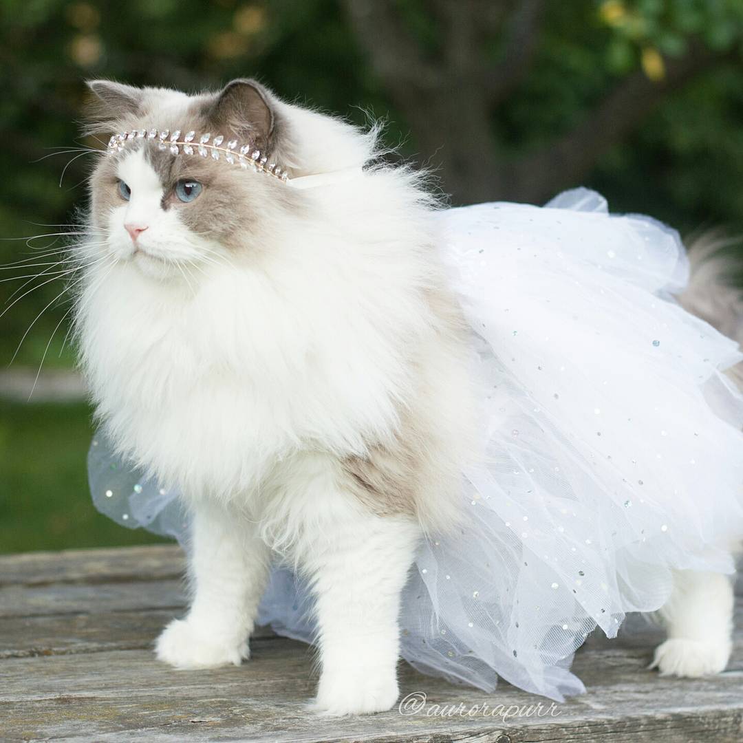 npr:culturenlifestyle:The Most Regal, Friendly and Fluffy Kitten In The World Is