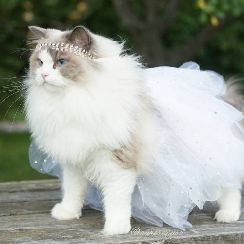 soiscrewedmycompanions:thatsthat24:npr:culturenlifestyle:The Most Regal, Friendly and Fluffy Kitten 