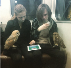 hansbov:  deathosphere: I dont know whats going on but I’m sure there’s a YA novel about it Two wizards trying out new muggle technology with their pets. 