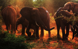 theanimaleffect:  Sunset Elephants by Lehnerya