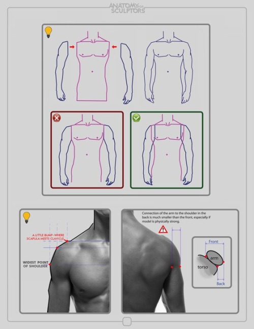 daunt:  eyecager:  Torsos tips from Anatomy for Sculptors I have an Anatomy Intensive class on Torso’s-Front and Back this term so expect a lot of information relating to it being put up.  FANTASTIC anatomy reference! 