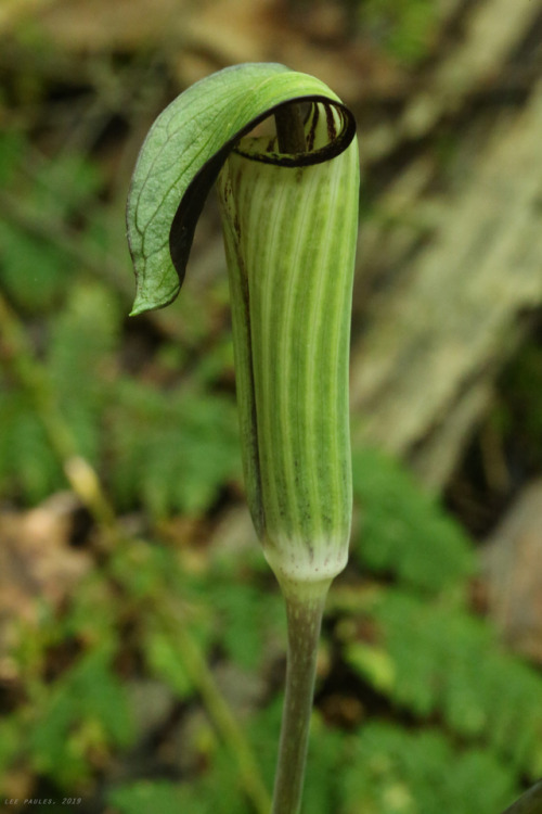 vandaliatraveler: Phase 2 Spring Wildflowers: Jack-in-the-pulpit (Arisaema triphyllum), sometimes re