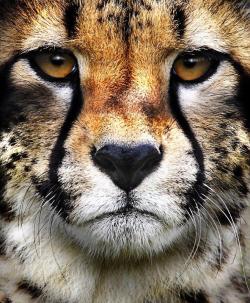 llbwwb:   Cheetah by Jonh Conway 