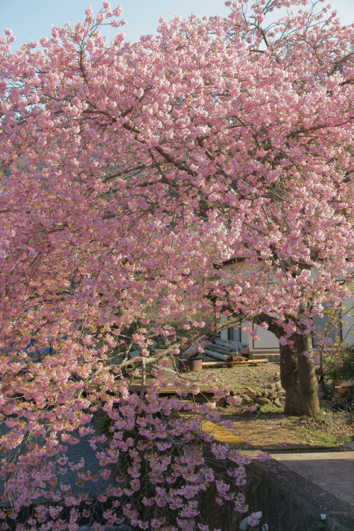 fuckyeahjapanandkorea:Sakura Tree (by peaceful-jp-scenery)