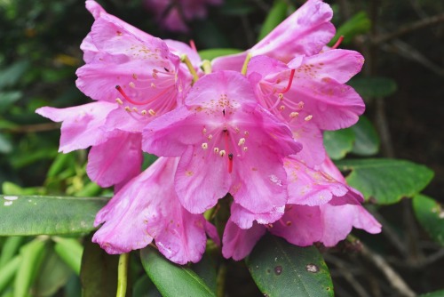 Rhododendron Gardens on top of Roan Mountain, TNI made it there a little past peak, but still so bea