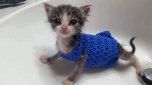 alotteofchar:  nunyabizni:  catsbeaversandducks:  Hand-crocheted sweaters for kittens.  Photos by Or
