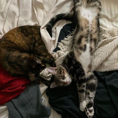 The best possible use of this ridiculous camera is taking photos of Fezzik’s magnificent belly and Oswin’s tidy curl. https://ift.tt/2p83yqA