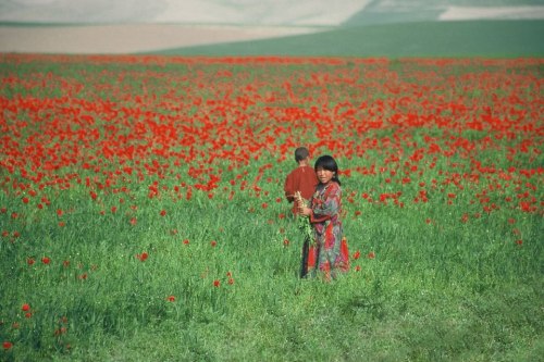 edenandink:  salahmah:  Spring in Afghanistan  this is so incredibly beautiful 