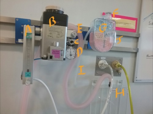 aloneveganvetstudent: The anaesthetic machine! A - Flow meter; measures and controls the flow of oxy